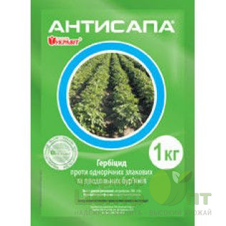 Антисапа ВГ