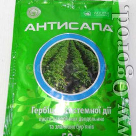 Антисапа