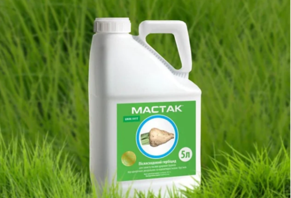 Мастак