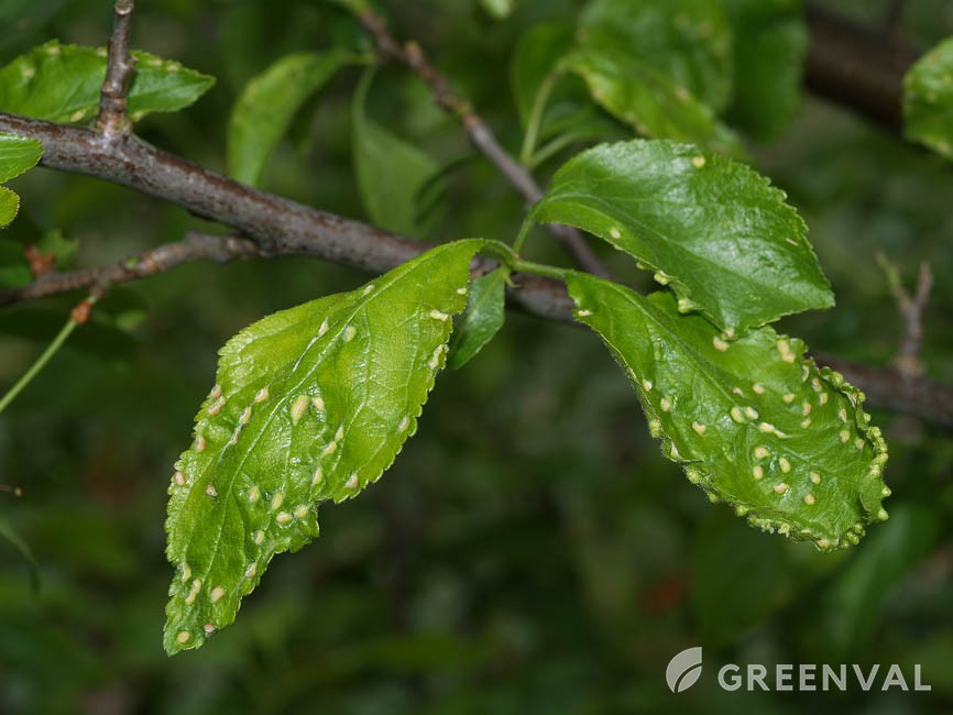 Кліщ сливовий кишеньковий фото 5