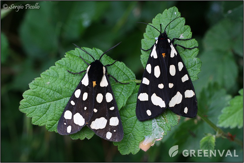 Ведмедиця сільська фото 3