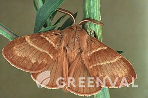 Коконопряд малиновий фото 6