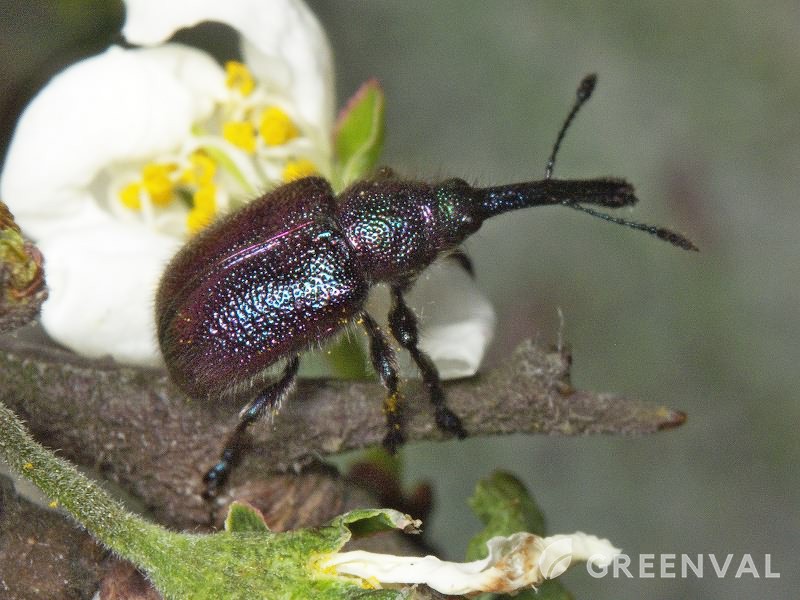 казарка фото 4