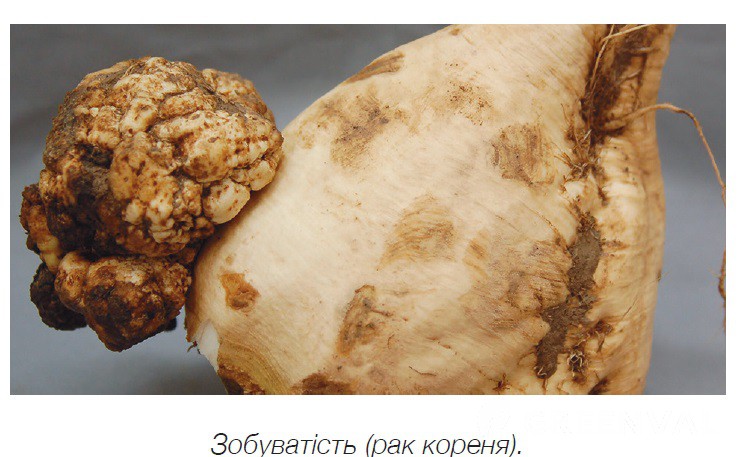 Бактеріальний рак, ,frnthsfkmybq hfr