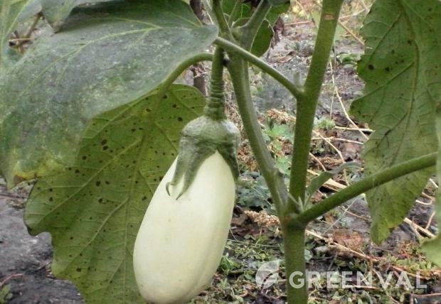 Антракноз ушкодження плід Абрикос звичайний