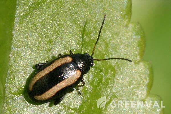 Блішка хвиляста фото 7