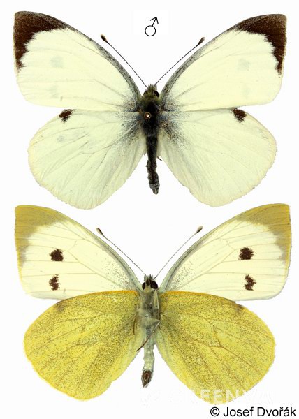 Білан капустяний фото 5