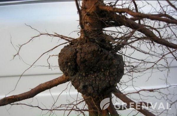 Кореневий бактеріальний рак