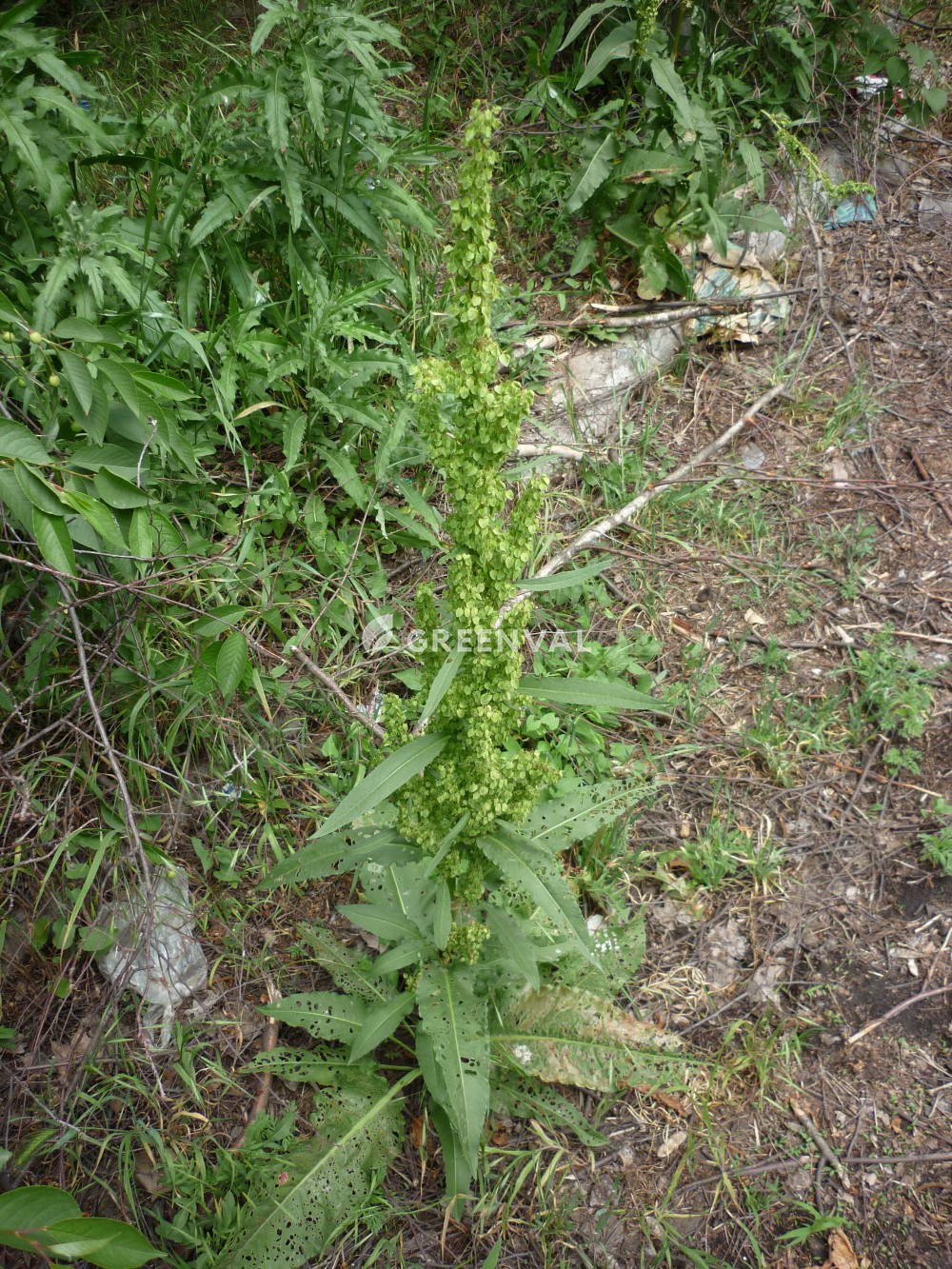 Щавель кінський, ofdtkm rsycmrbq